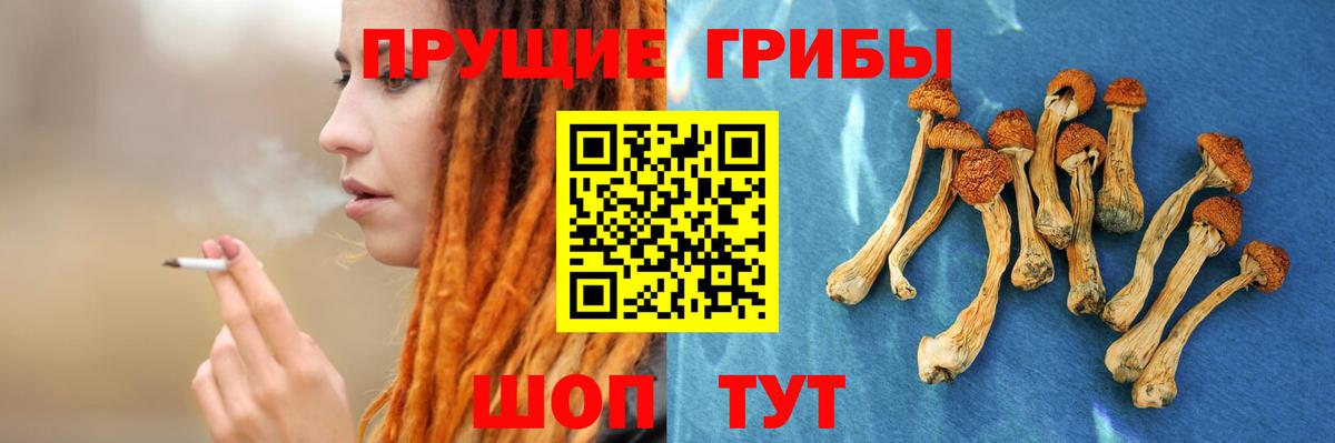 Псилоцибиновые грибы Cubensis Лесосибирск